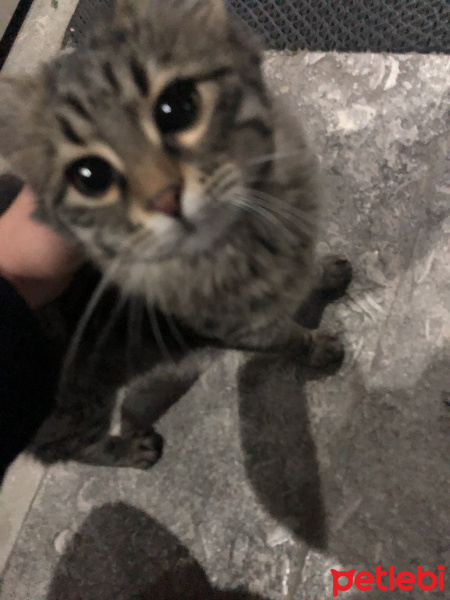 American Wirehair, Kedi  Haki fotoğrafı