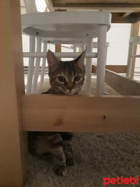 Tekir Kedi, Kedi  Asuman fotoğrafı