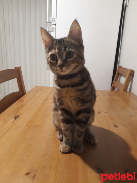 Tekir Kedi, Kedi  Asuman fotoğrafı