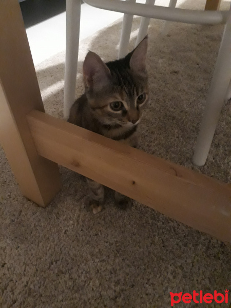 Tekir Kedi, Kedi  Asuman fotoğrafı