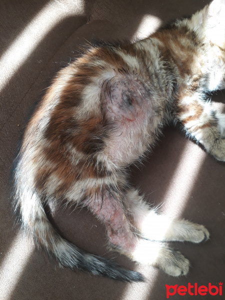 Tekir Kedi, Kedi  Asuman fotoğrafı