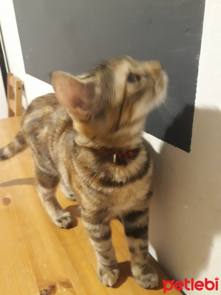 Tekir Kedi, Kedi  Asuman fotoğrafı