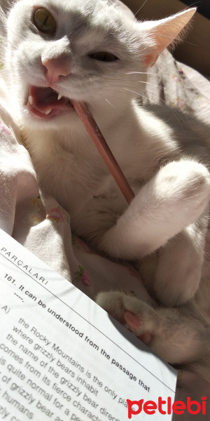 Ankara Kedisi, Kedi  Mia fotoğrafı