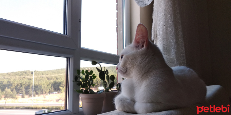 Ankara Kedisi, Kedi  Mia fotoğrafı