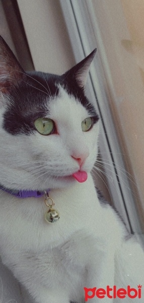 Ankara Kedisi, Kedi  Mia fotoğrafı