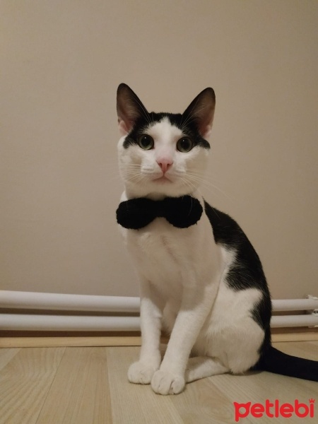 Ankara Kedisi, Kedi  Mia fotoğrafı