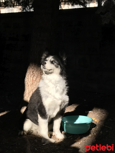 Border Collie, Köpek  Lucky fotoğrafı