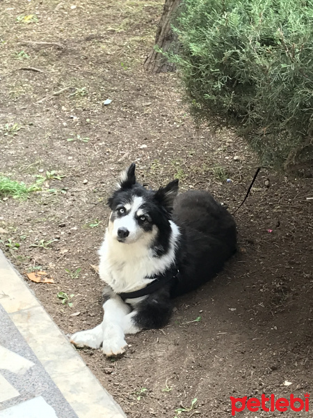 Border Collie, Köpek  Lucky fotoğrafı