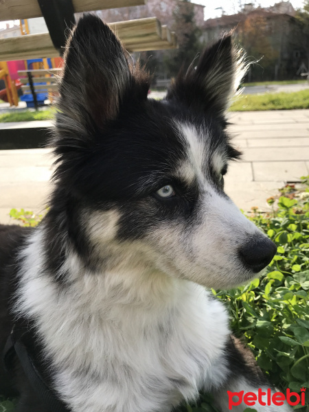 Border Collie, Köpek  Lucky fotoğrafı