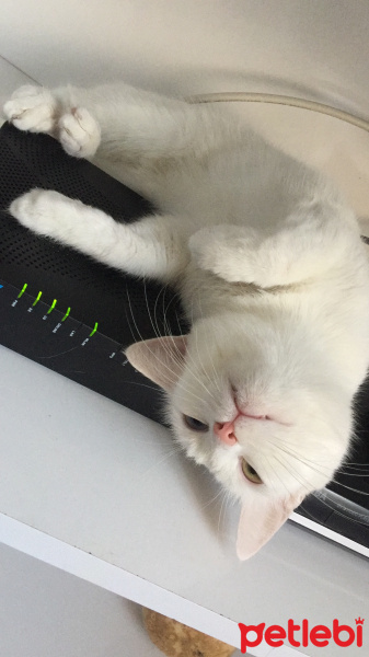 Van Kedisi, Kedi  İnci fotoğrafı