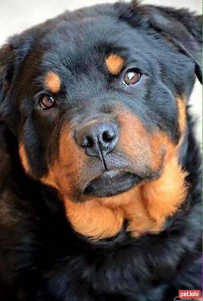 Rottweiler, Köpek  paşa fotoğrafı