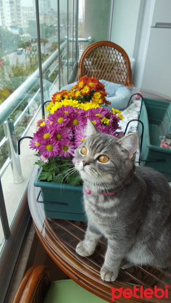 British Shorthair, Kedi  Şila fotoğrafı