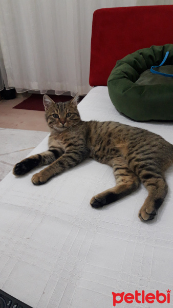 Tekir Kedi, Kedi  Çörek fotoğrafı