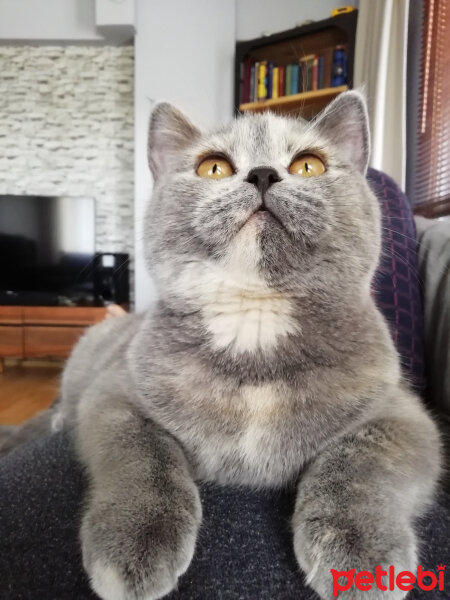 British Shorthair, Kedi  Üzümm fotoğrafı