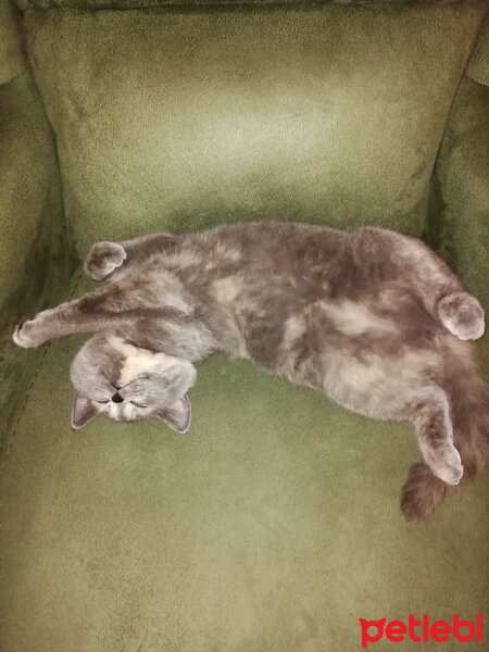 British Shorthair, Kedi  Üzümm fotoğrafı