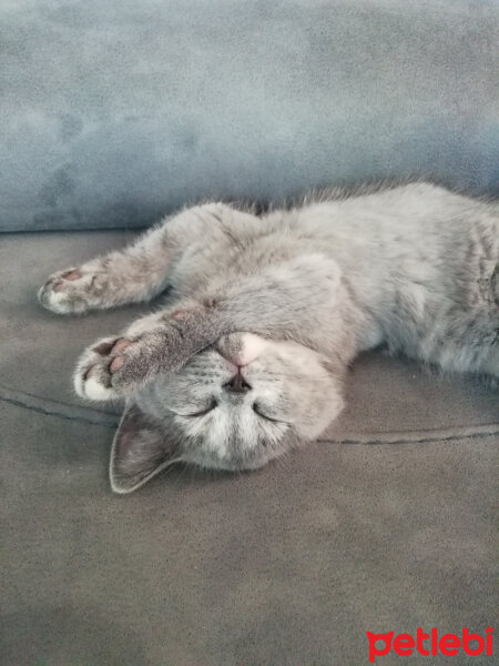 British Shorthair, Kedi  Üzümm fotoğrafı