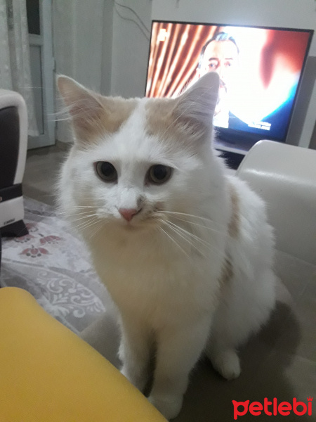 Tekir Kedi, Kedi  Lokum fotoğrafı