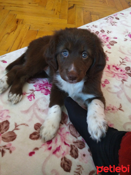 Border Collie, Köpek  Medi fotoğrafı