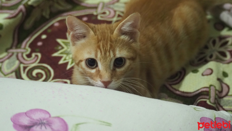 Sarman, Kedi  Ginger fotoğrafı