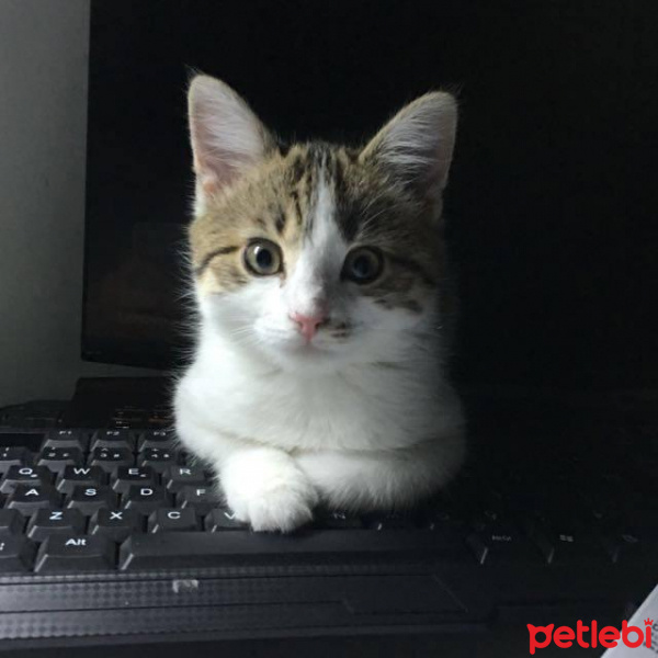 Tekir Kedi, Kedi  lekeli fotoğrafı