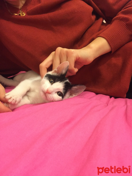 Cymric, Kedi  Moi fotoğrafı