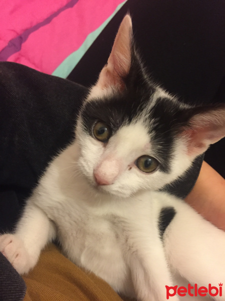 Cymric, Kedi  Moi fotoğrafı