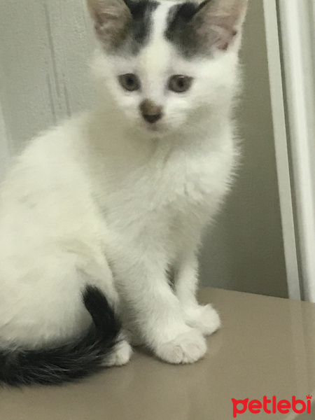 Ankara Kedisi, Kedi  Lokum fotoğrafı