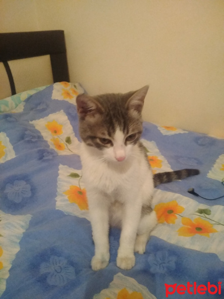 Tekir Kedi, Kedi  Müzeyyen fotoğrafı