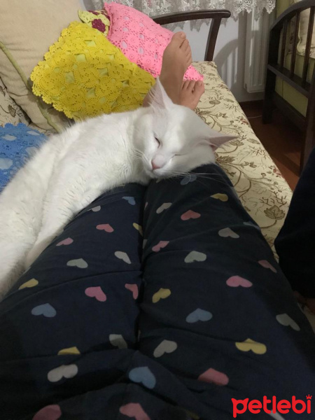 Van Kedisi, Kedi  Mecnun fotoğrafı