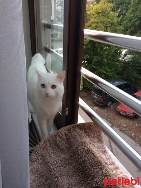 Van Kedisi, Kedi  Mecnun fotoğrafı