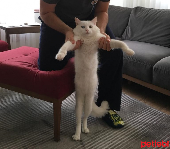 Van Kedisi, Kedi  Mecnun fotoğrafı