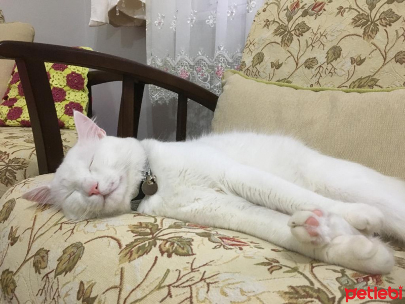 Van Kedisi, Kedi  Mecnun fotoğrafı