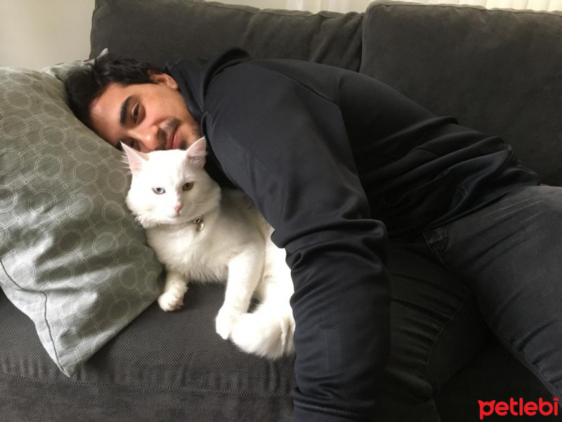 Van Kedisi, Kedi  Mecnun fotoğrafı