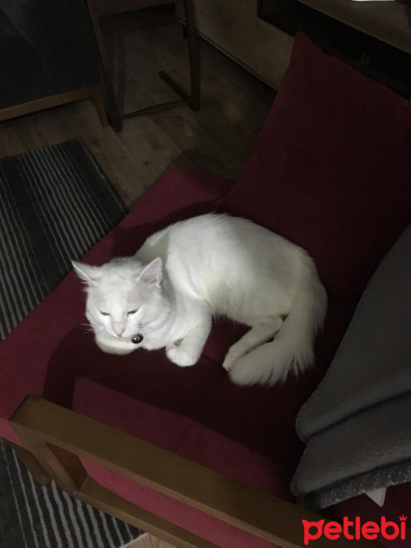 Van Kedisi, Kedi  Mecnun fotoğrafı