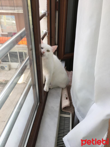 Van Kedisi, Kedi  Mecnun fotoğrafı