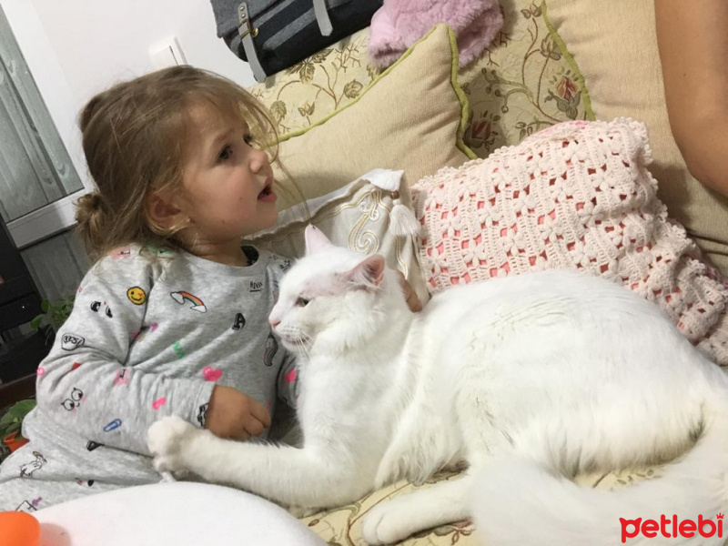 Van Kedisi, Kedi  Mecnun fotoğrafı
