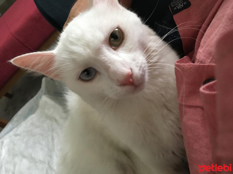 Van Kedisi, Kedi  Mecnun fotoğrafı