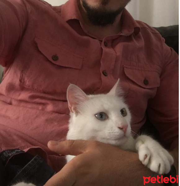 Van Kedisi, Kedi  Mecnun fotoğrafı
