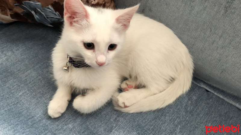 Van Kedisi, Kedi  Bulut benek fotoğrafı