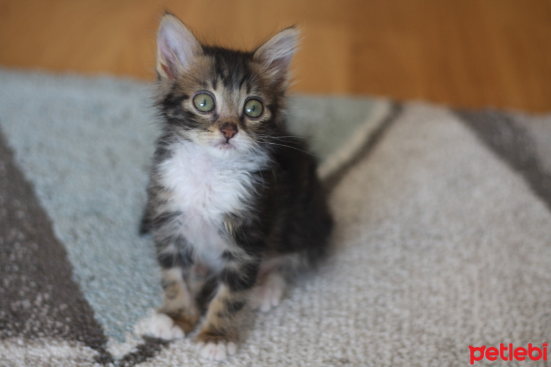 Tekir Kedi, Kedi  Kibar Fındık fotoğrafı