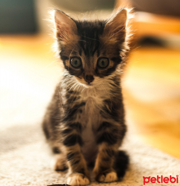 Tekir Kedi, Kedi  Kibar Fındık fotoğrafı