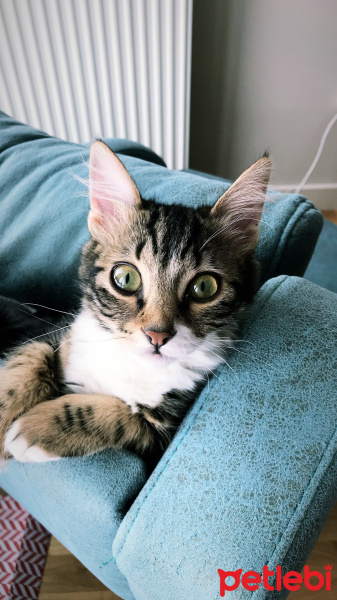 Tekir Kedi, Kedi  Kibar Fındık fotoğrafı