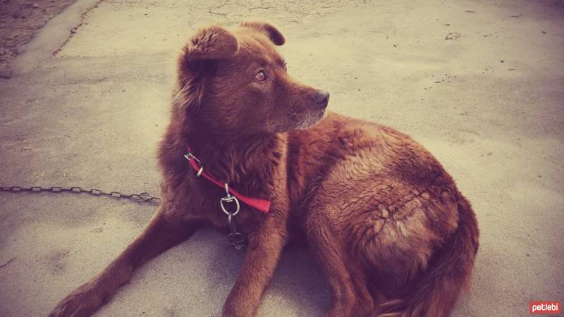 Sokö (Sokak Köpeği), Köpek  topaç fotoğrafı