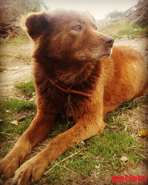 Sokö (Sokak Köpeği), Köpek  topaç fotoğrafı