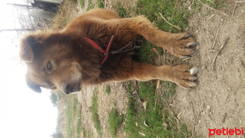 Sokö (Sokak Köpeği), Köpek  topaç fotoğrafı