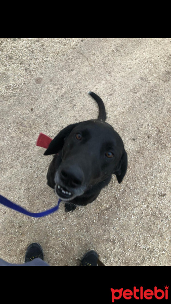 Labrador Retriever, Köpek  Blacky fotoğrafı