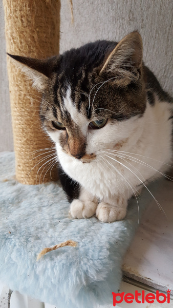 Tekir Kedi, Kedi  Leydi fotoğrafı