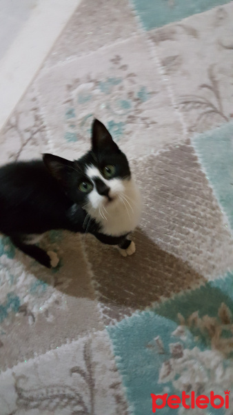 Tekir Kedi, Kedi  Leydi fotoğrafı