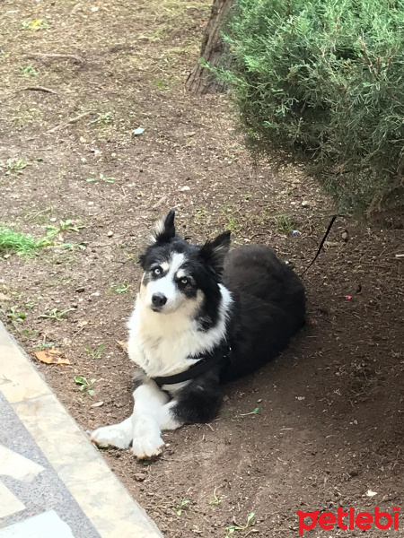 Sibirya Kurdu (Husky), Köpek  LUCKY fotoğrafı