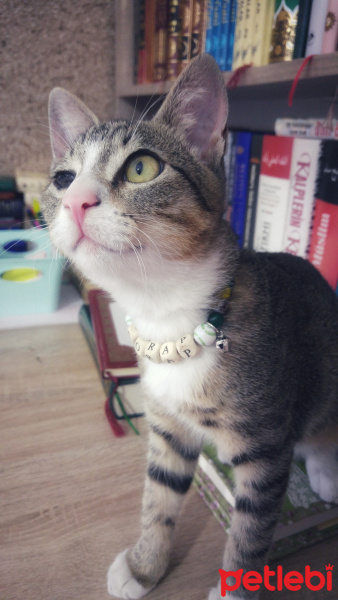 Tekir Kedi, Kedi  çorap fotoğrafı